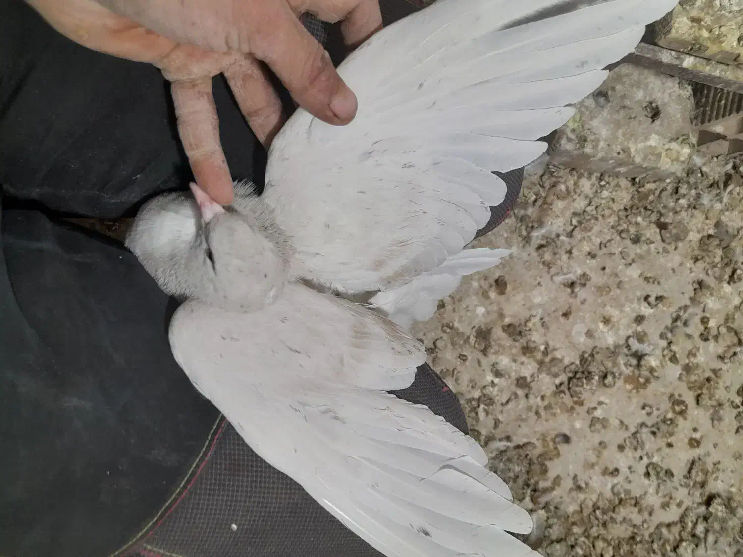 جوجه وجوونه وجفتگاهی خوشگل|پرنده|نیشابور, مدرس|دیوار