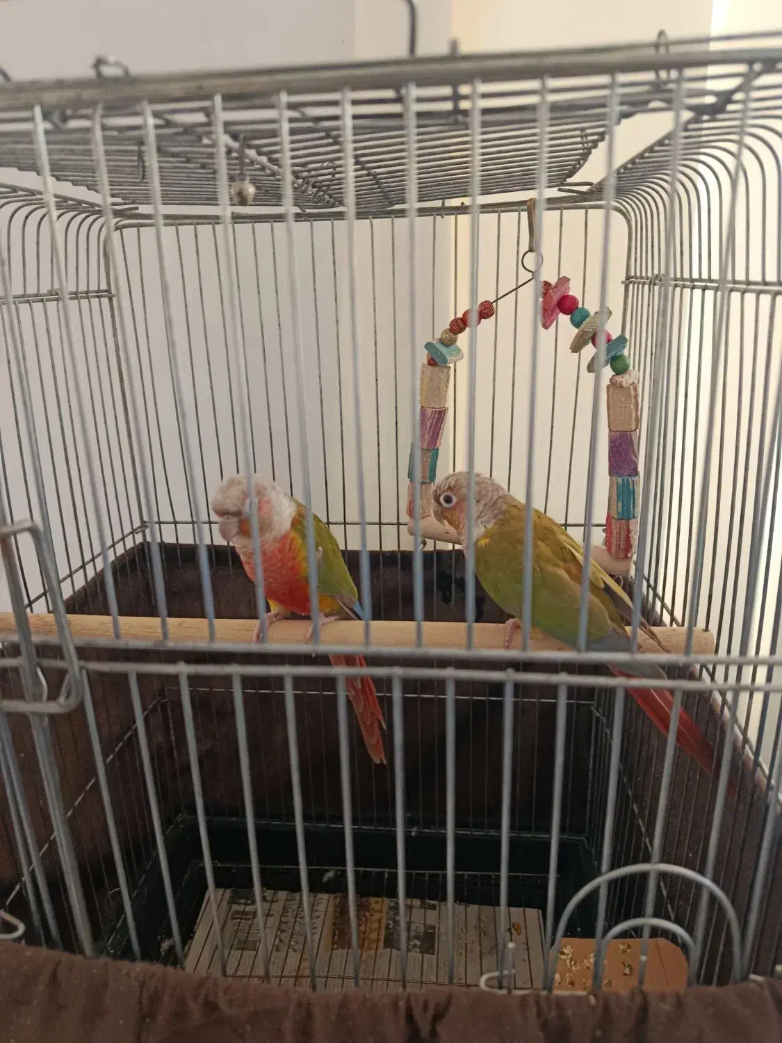 گرینچیک مولد|پرنده|اردستان, |دیوار