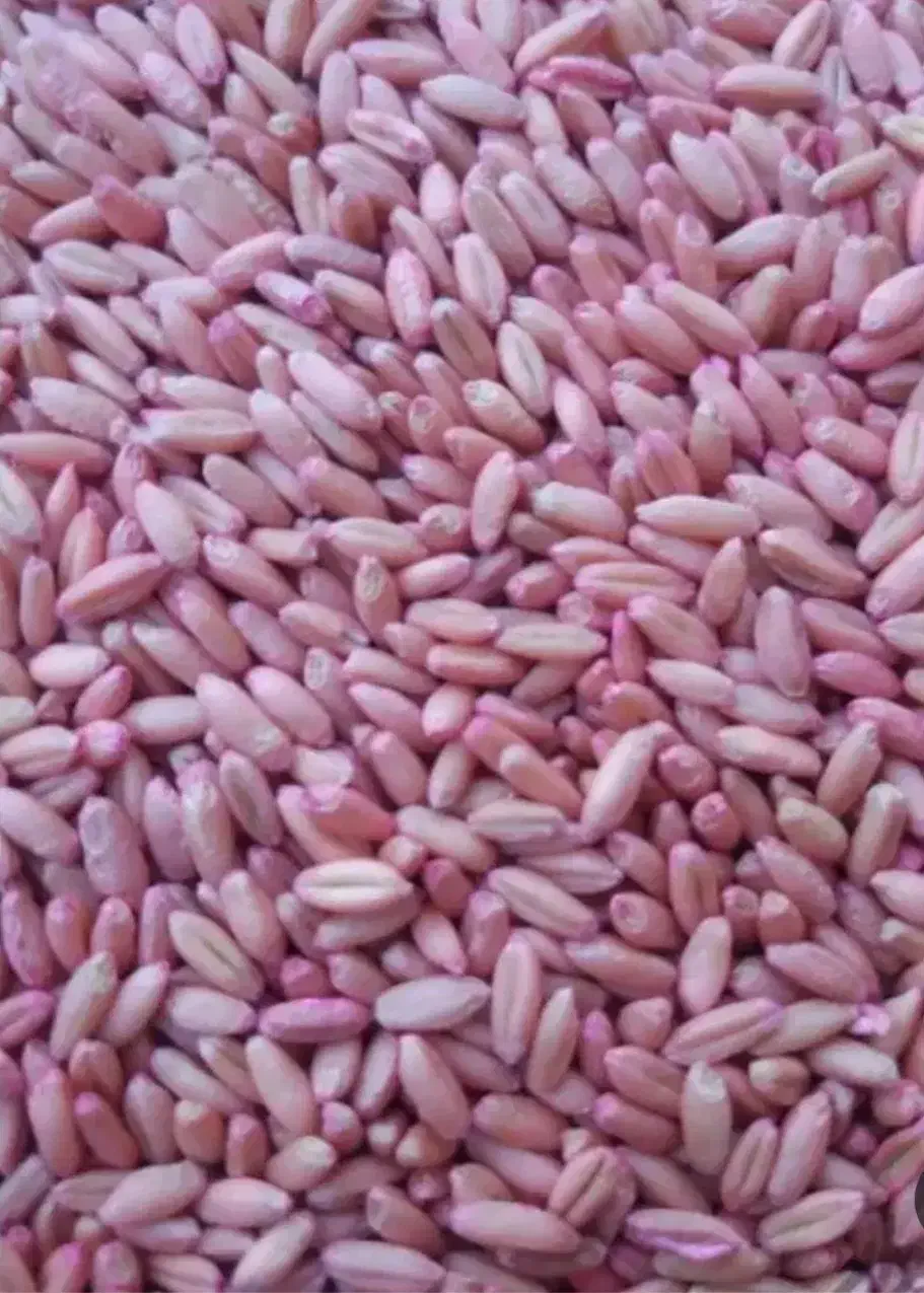 گندم سفید آذر ۲|گل و گیاه طبیعی|دشت ذهاب, |دیوار