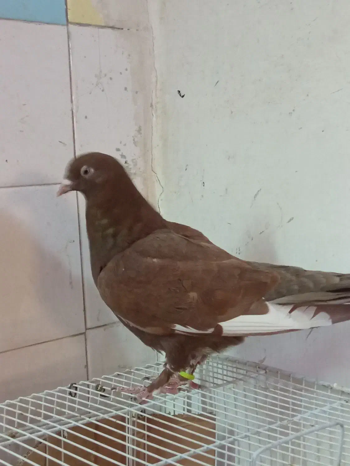 سار هفترنگ نر مست|پرنده|مشهد, عبادی|دیوار