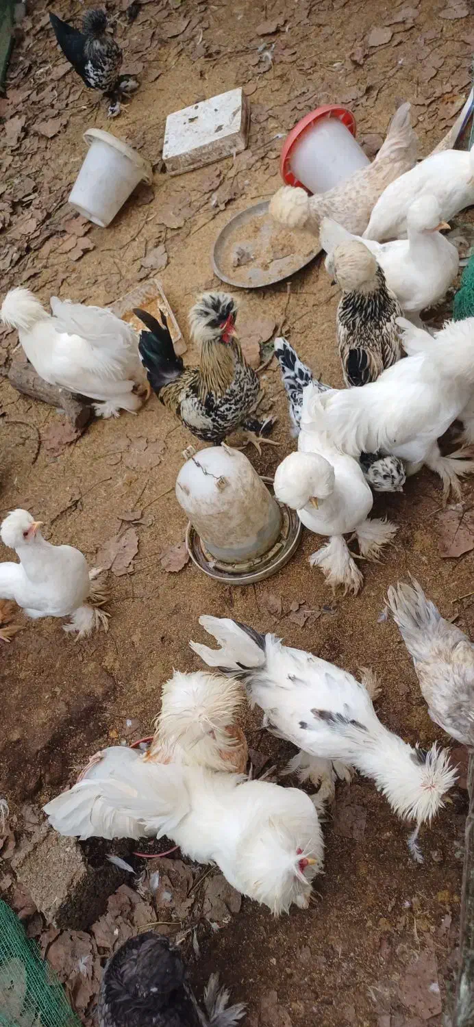 مرغ و خروس سلطان|حیوانات مزرعه|رودبنه, |دیوار