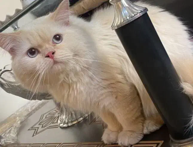 گربه هیمالین cream point|گربه|تبریز, |دیوار