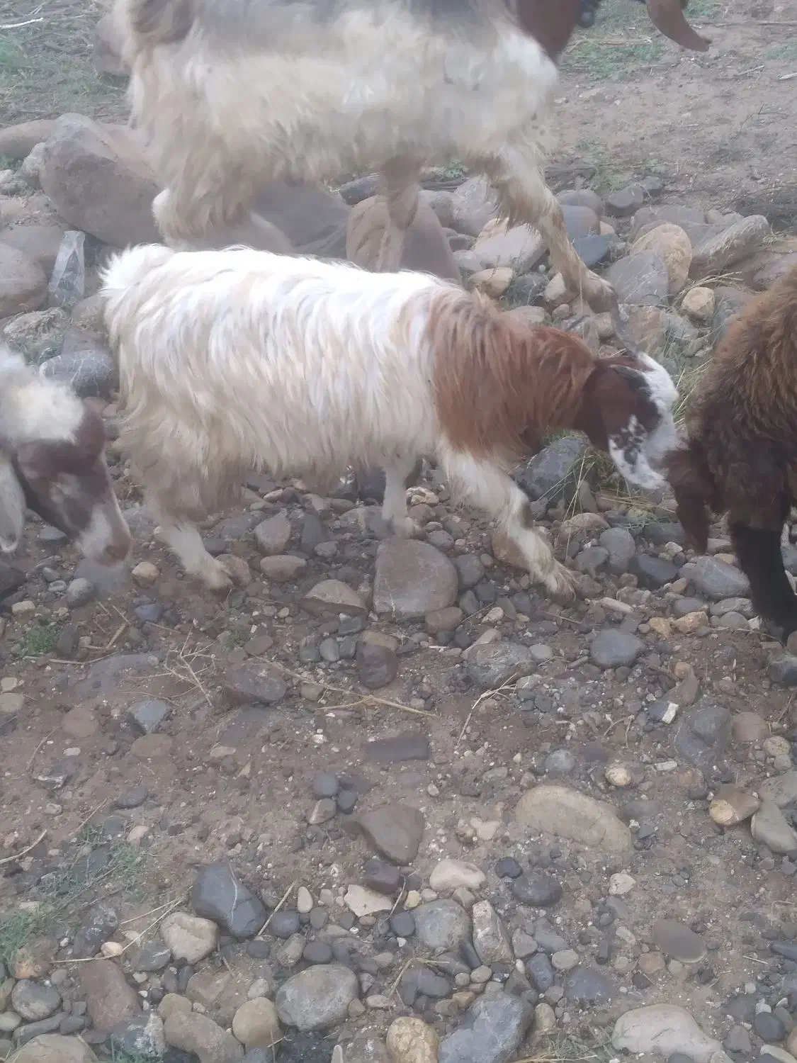 بزغاله ماده فوری|حیوانات مزرعه|سنگدوین, |دیوار