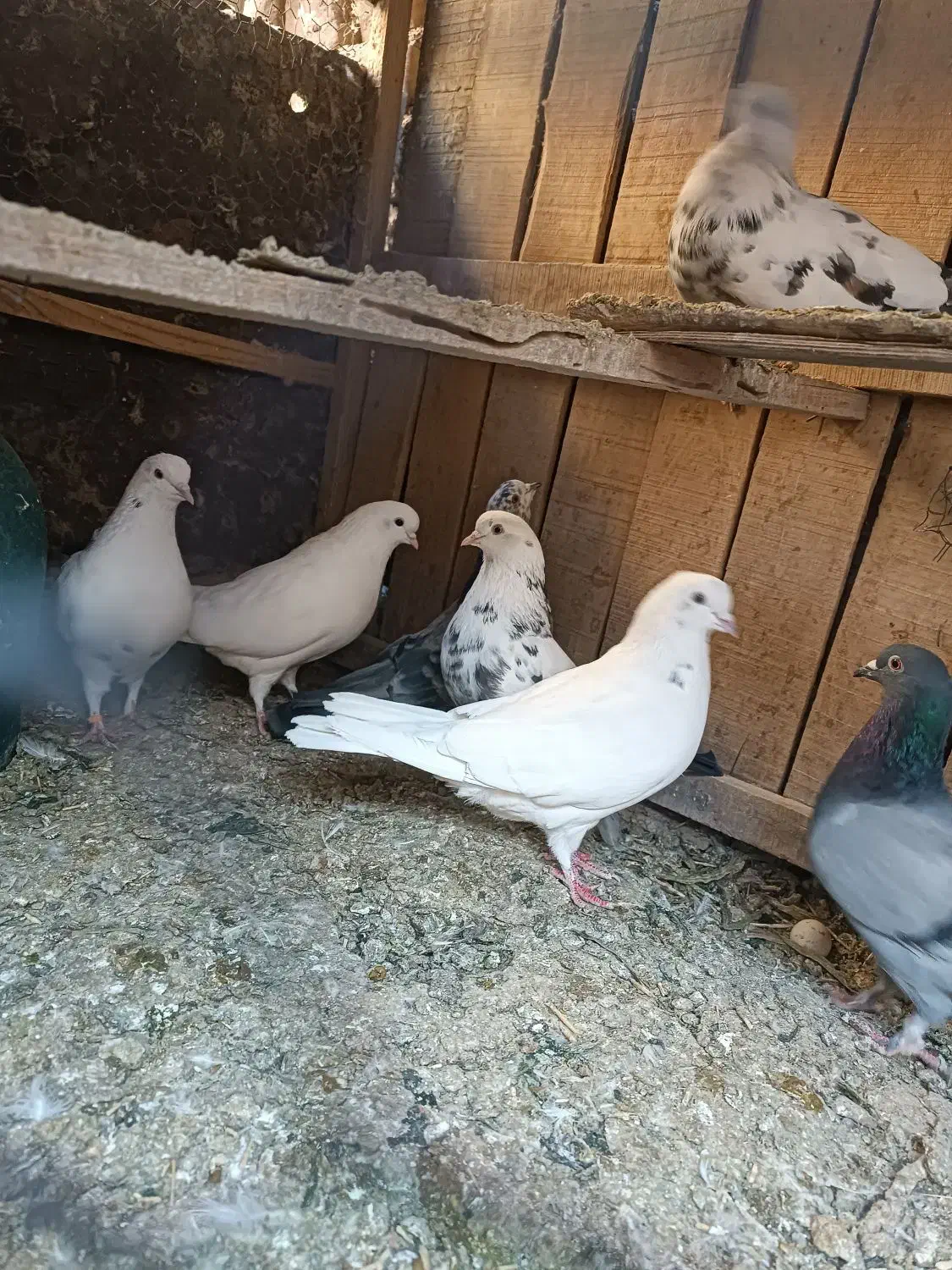 کفتر|پرنده|پاکدشت, حصار امیر|دیوار