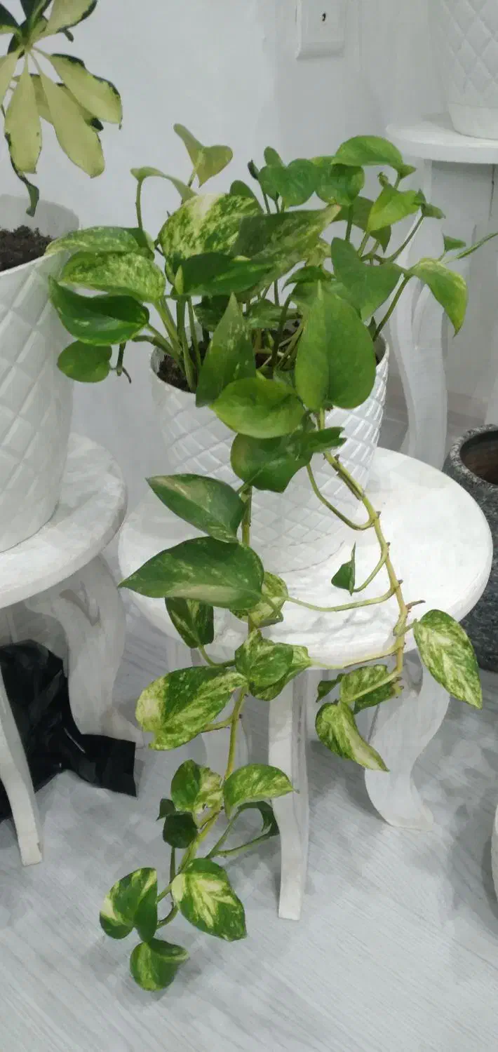 گل های زیبا|گل و گیاه طبیعی|آستارا, |دیوار