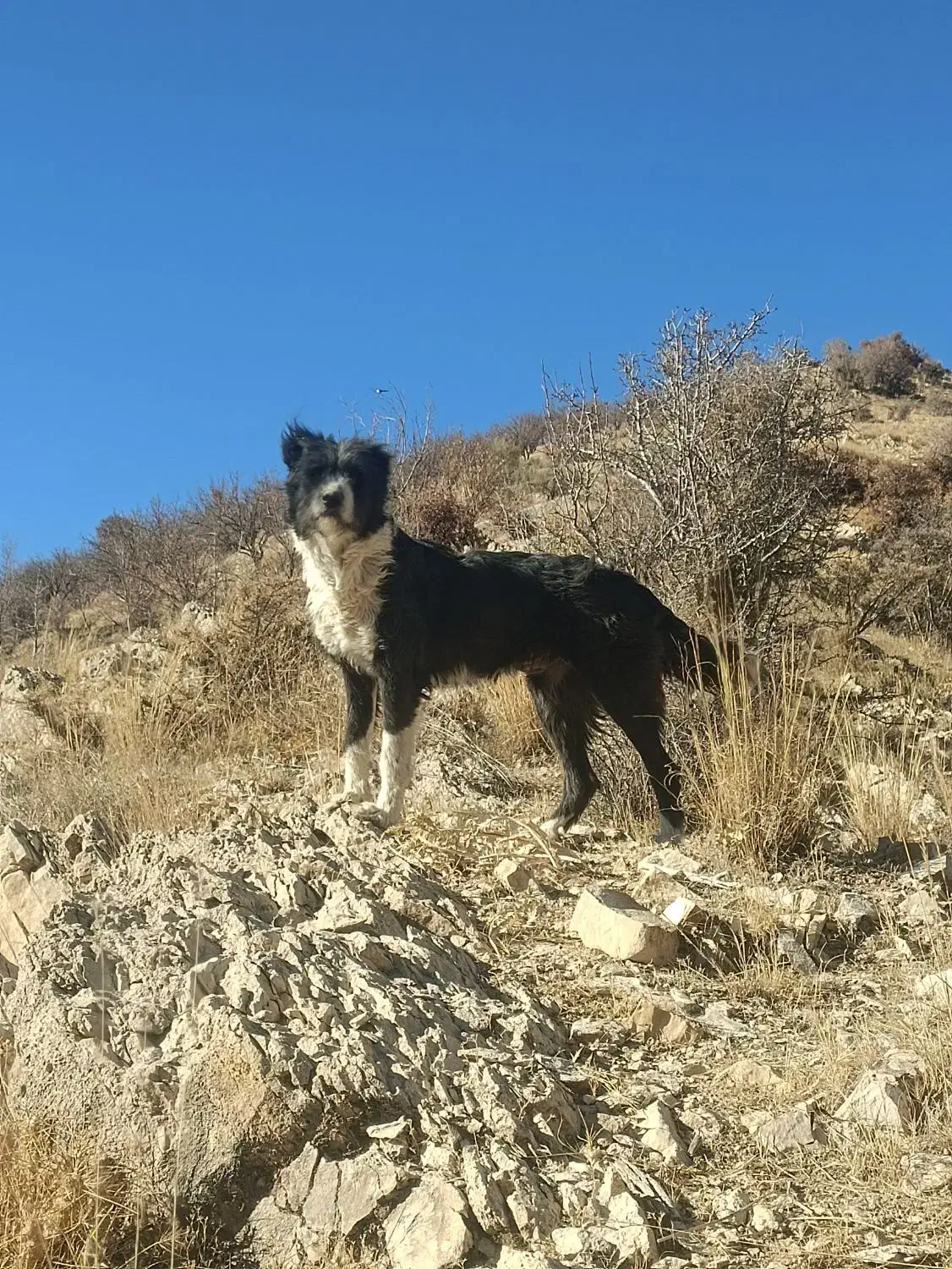 سگ ماده براقی پشمالو|سگ|شیراز, قلات|دیوار