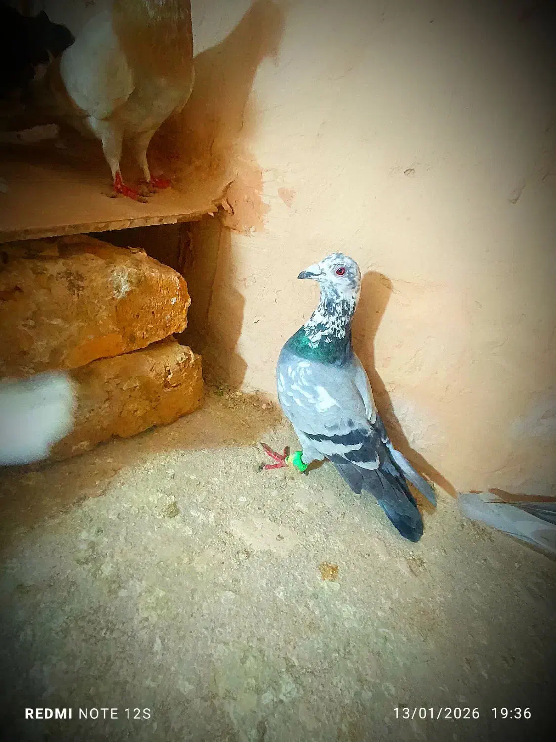 کفتر..|حیوانات|نیشابور, مازول|دیوار