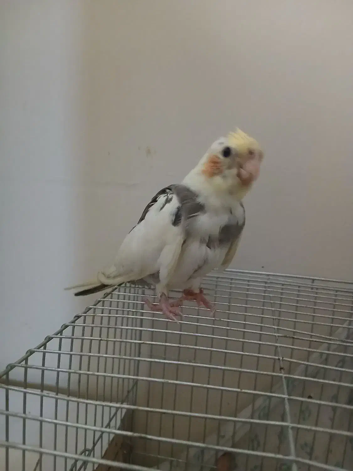 جوجه عروس|پرنده|ری, سیزده آبان|دیوار