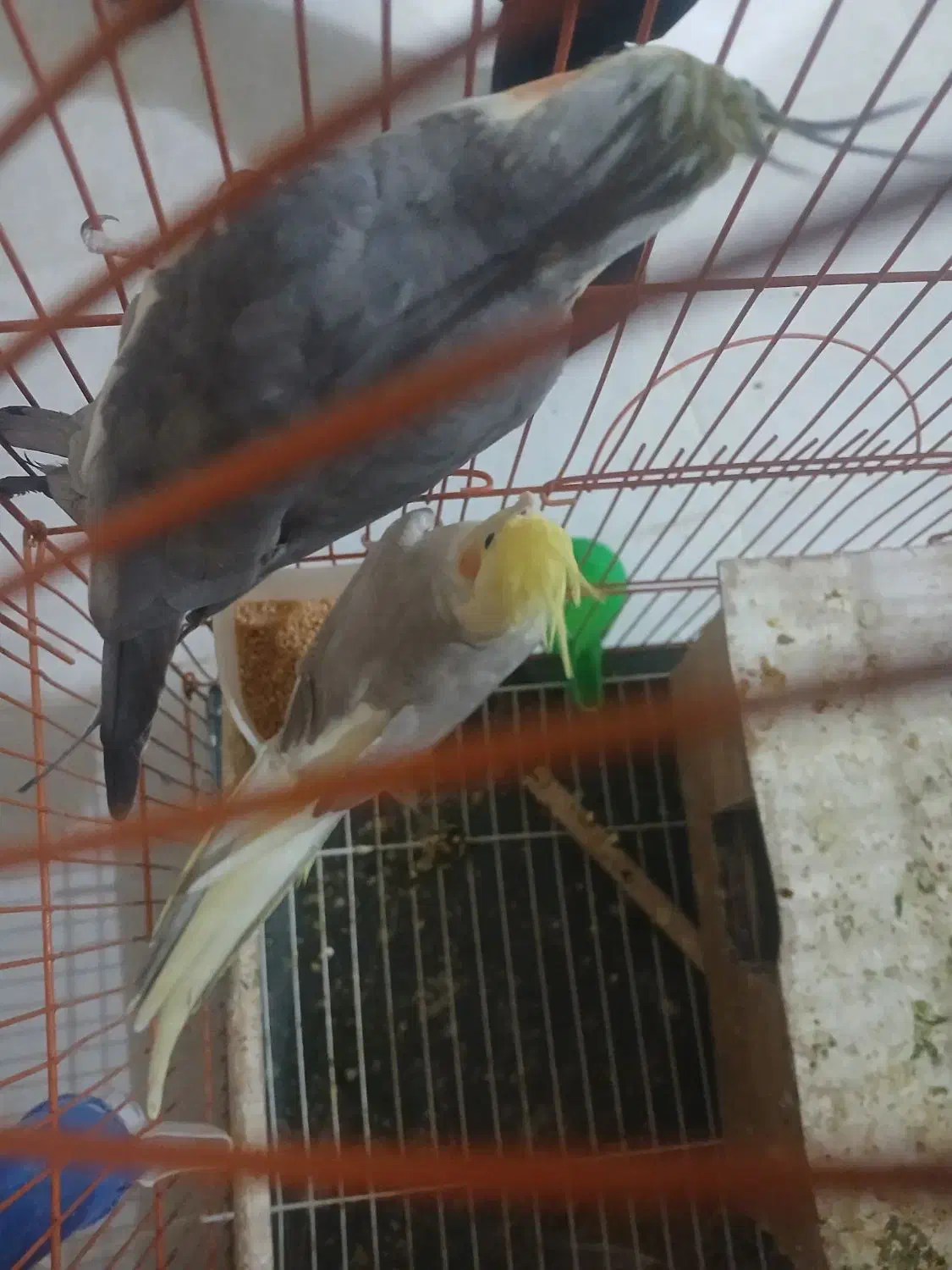 عروس معاوظه با کبوتر|پرنده|ایلخچی, |دیوار