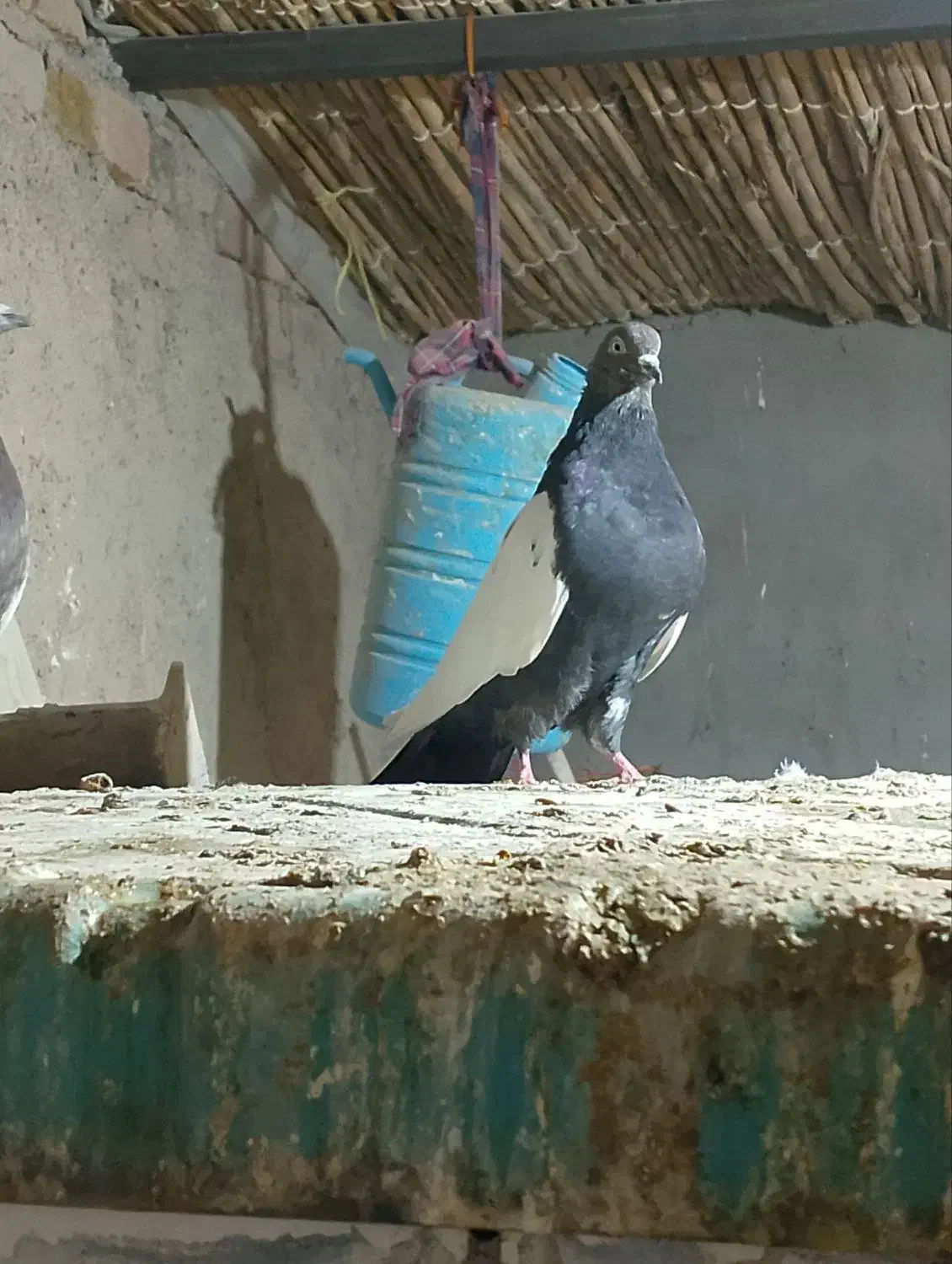 جفت نر عروسک|پرنده|هامون, |دیوار