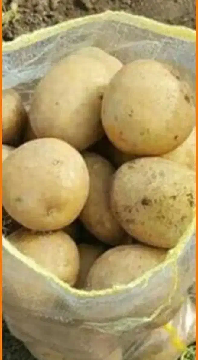 فروش انواع ارقام سیب زمینی|عمدهفروشی|زالیان, |دیوار