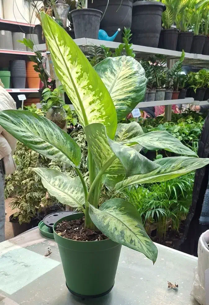 دیفن باخیا|گل و گیاه طبیعی|رشت, فلسطین|دیوار