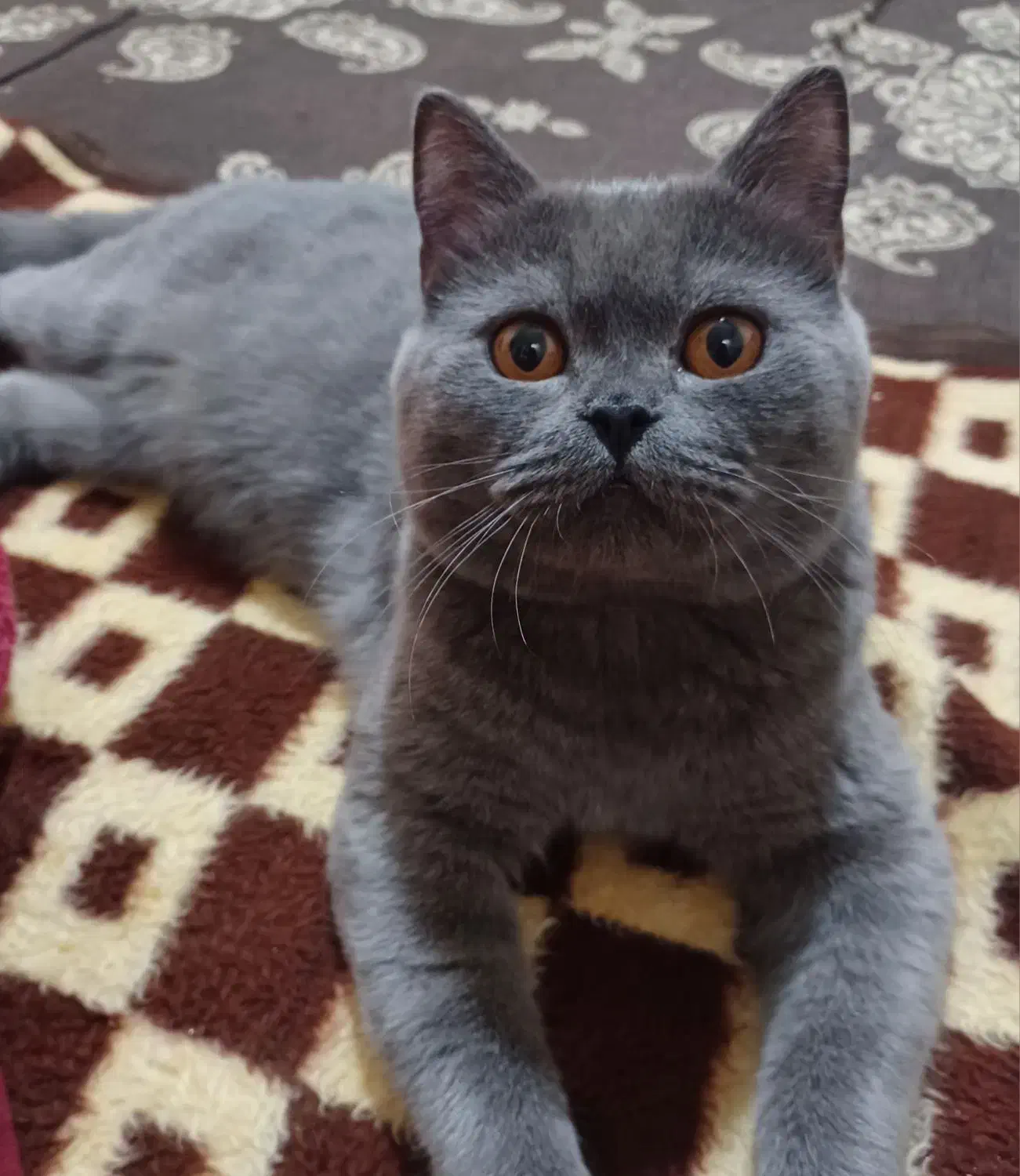 اسکاتیش نر آماده جفت گیری|گربه|مشهد, قائم|دیوار