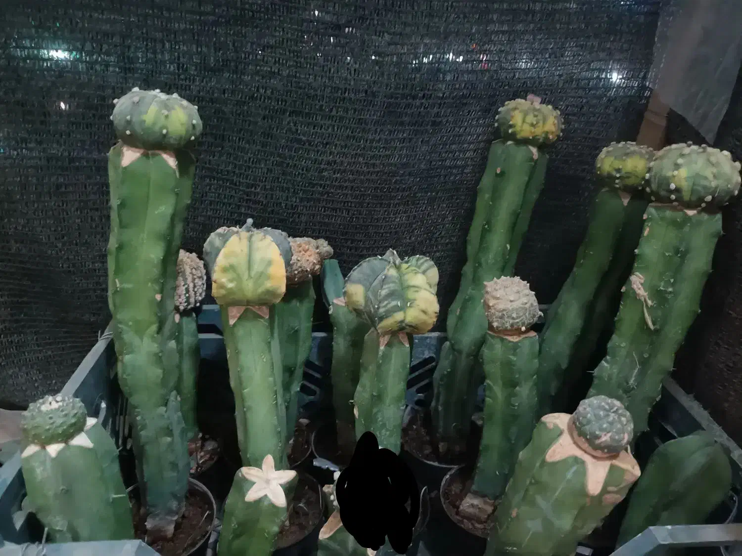 گل گیاه کاکتوس|گل و گیاه طبیعی|قم, پردیسان|دیوار