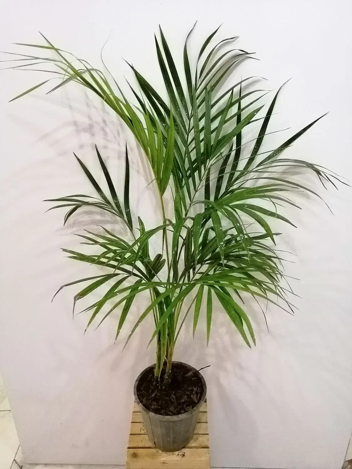 گل و گیاه آپارتمانی|گل و گیاه طبیعی|صدرا-فارس, فاز ۱|دیوار