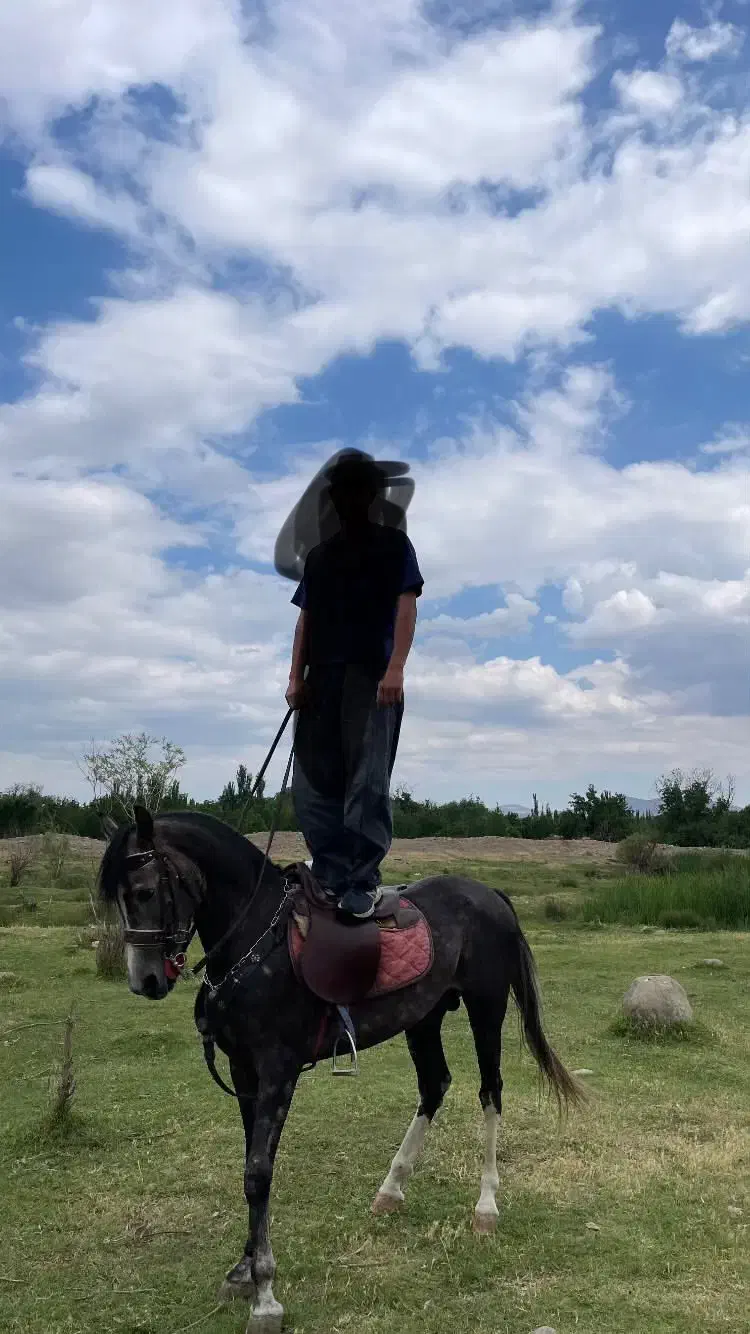 اسب|اسب و تجهیزات اسب‌سواری|مراغه, |دیوار