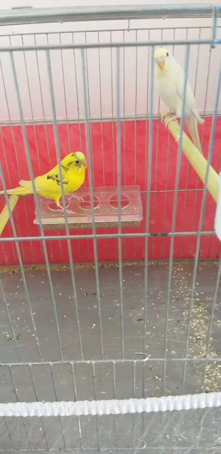 مرغ عشق مولد|پرنده|سراب, |دیوار