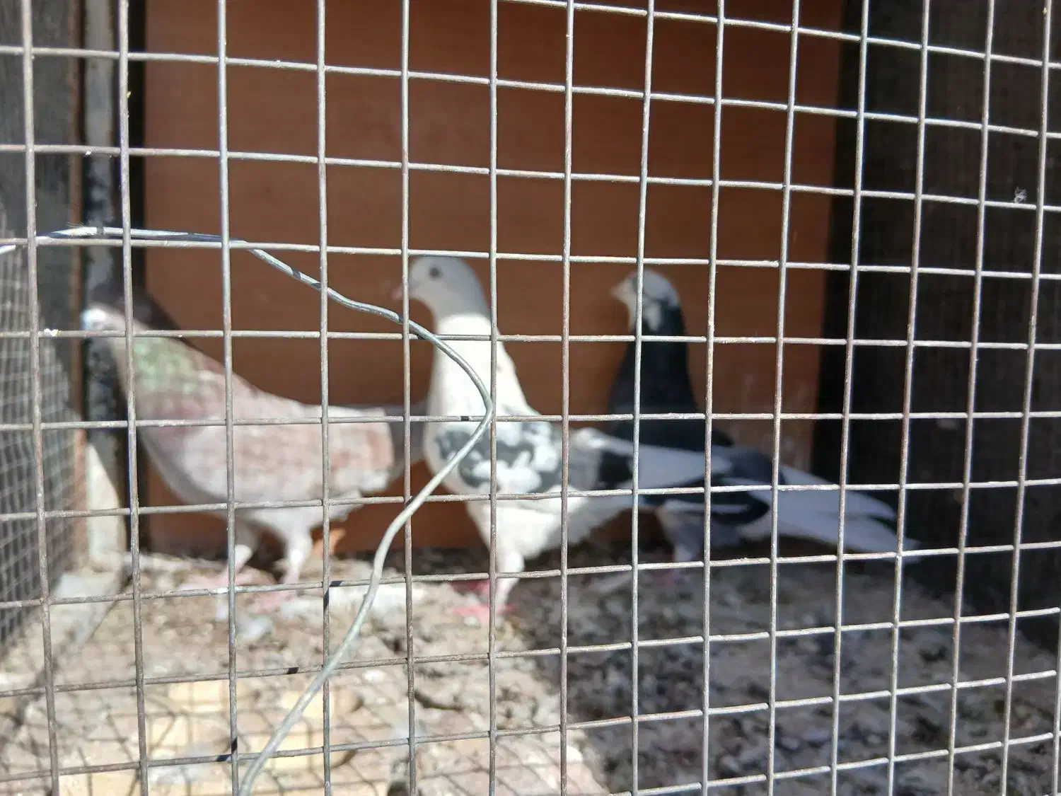 کفتر پرشی تهران|پرنده|رباطکریم, رباطکریم|دیوار