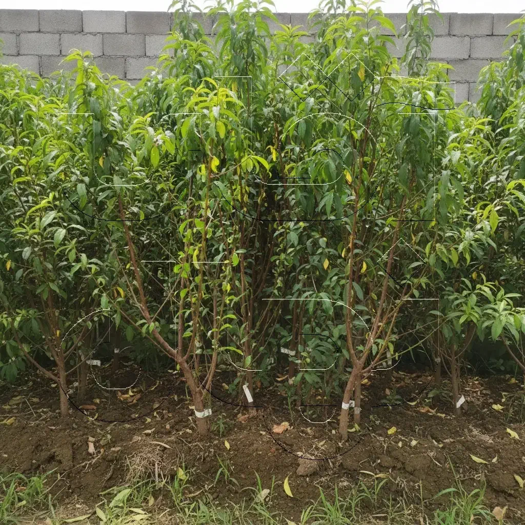 نــهال هلو تازه و درجه یک  ظرفیت محدود|خدمات باغبانی و درختکاری|کلاردشت, |دیوار