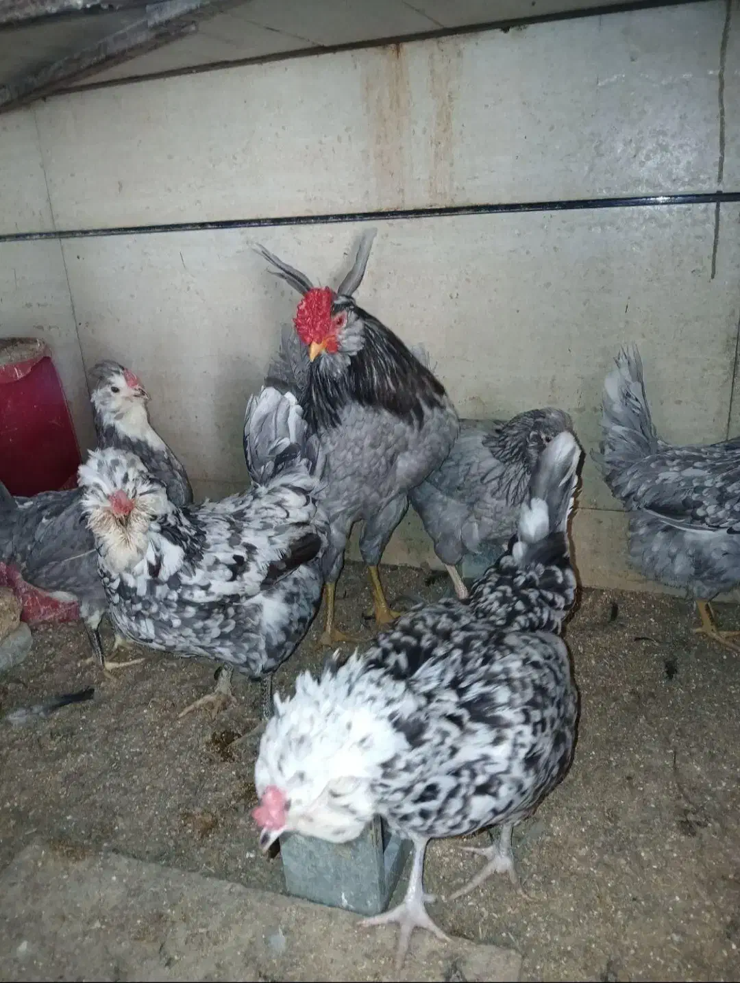 مرغ وخروس گلین طوسی|حیوانات مزرعه|فرخ‌شهر, |دیوار