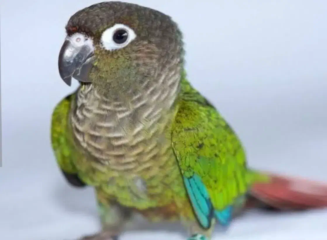 طوطی گرینچیک «گمشده»|حیوانات|دهگلان, |دیوار