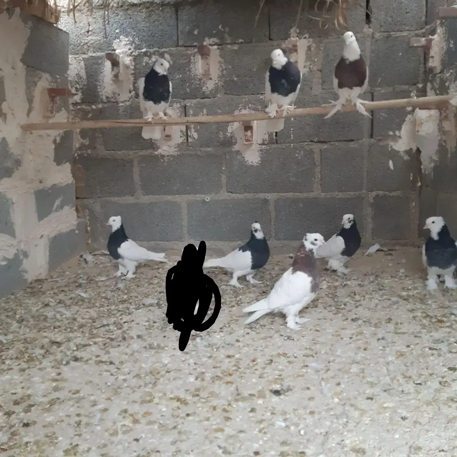 تعدای طوق سیاه درجه یک مشتری واقعی تماس|پرنده|داراب, |دیوار