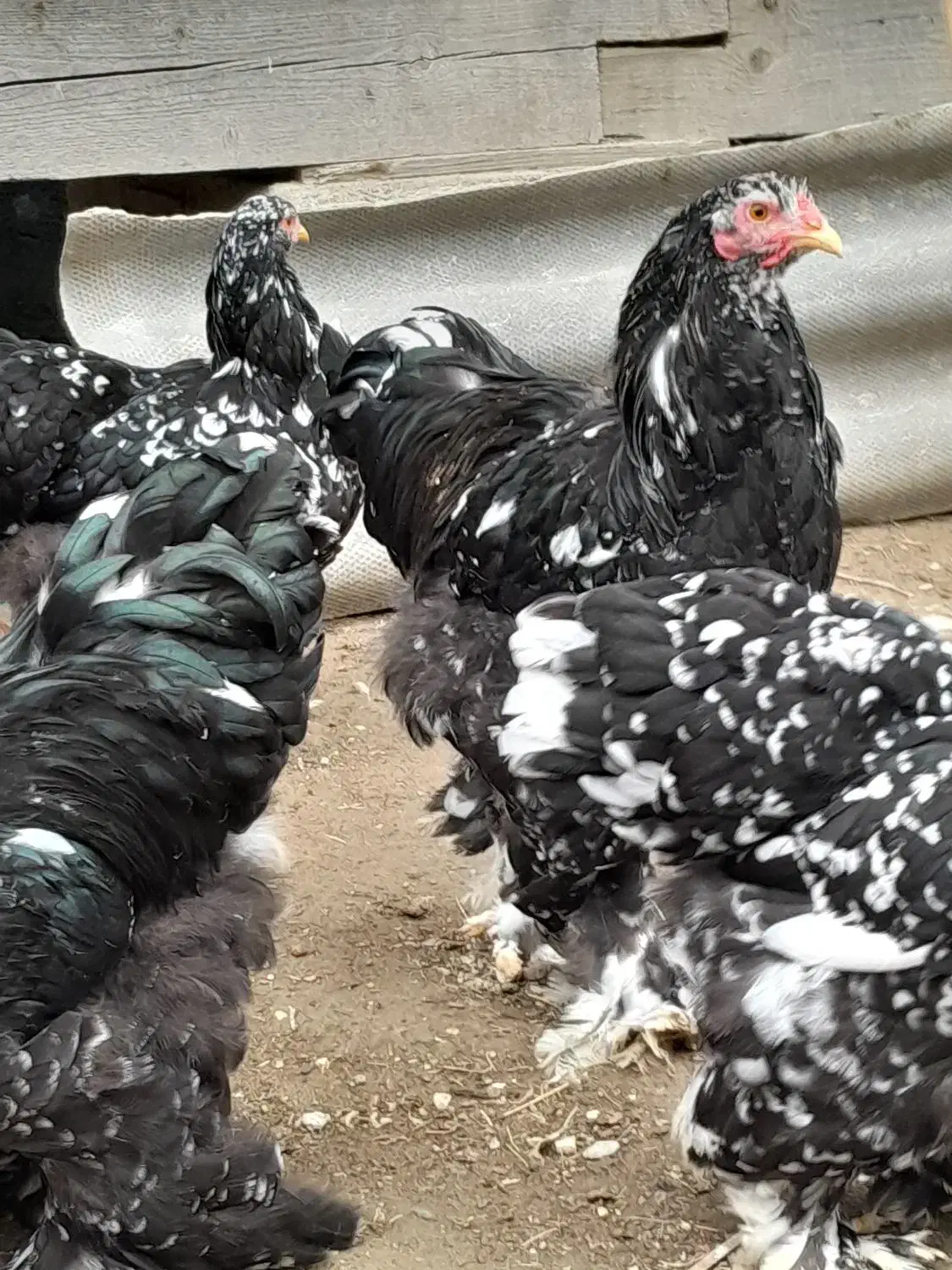 فروش دوعددخروس برهمابلک متلد|حیوانات مزرعه|گمیشان, |دیوار