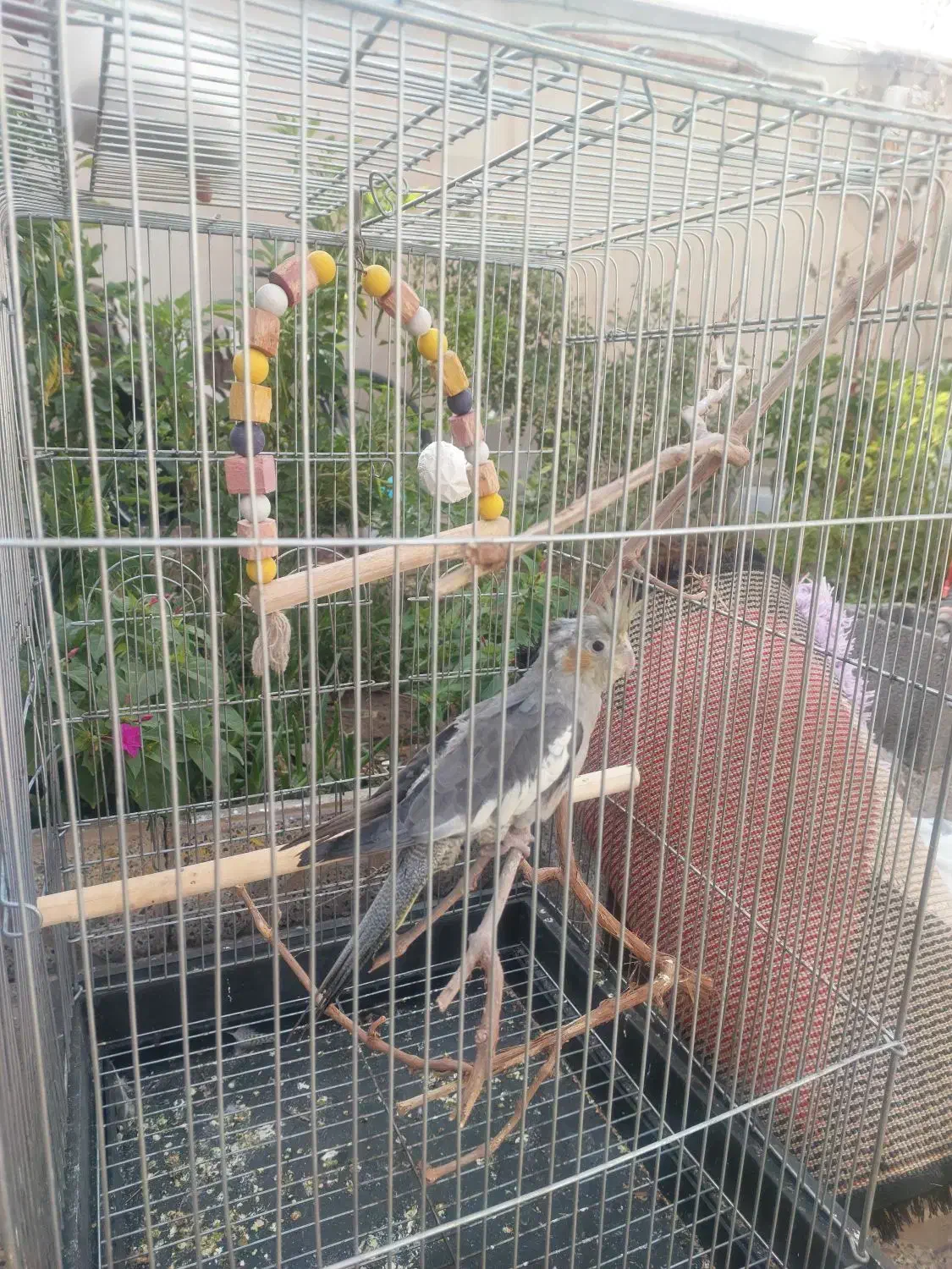 عروس هلندی ۷۰۰|پرنده|گرمسار, |دیوار