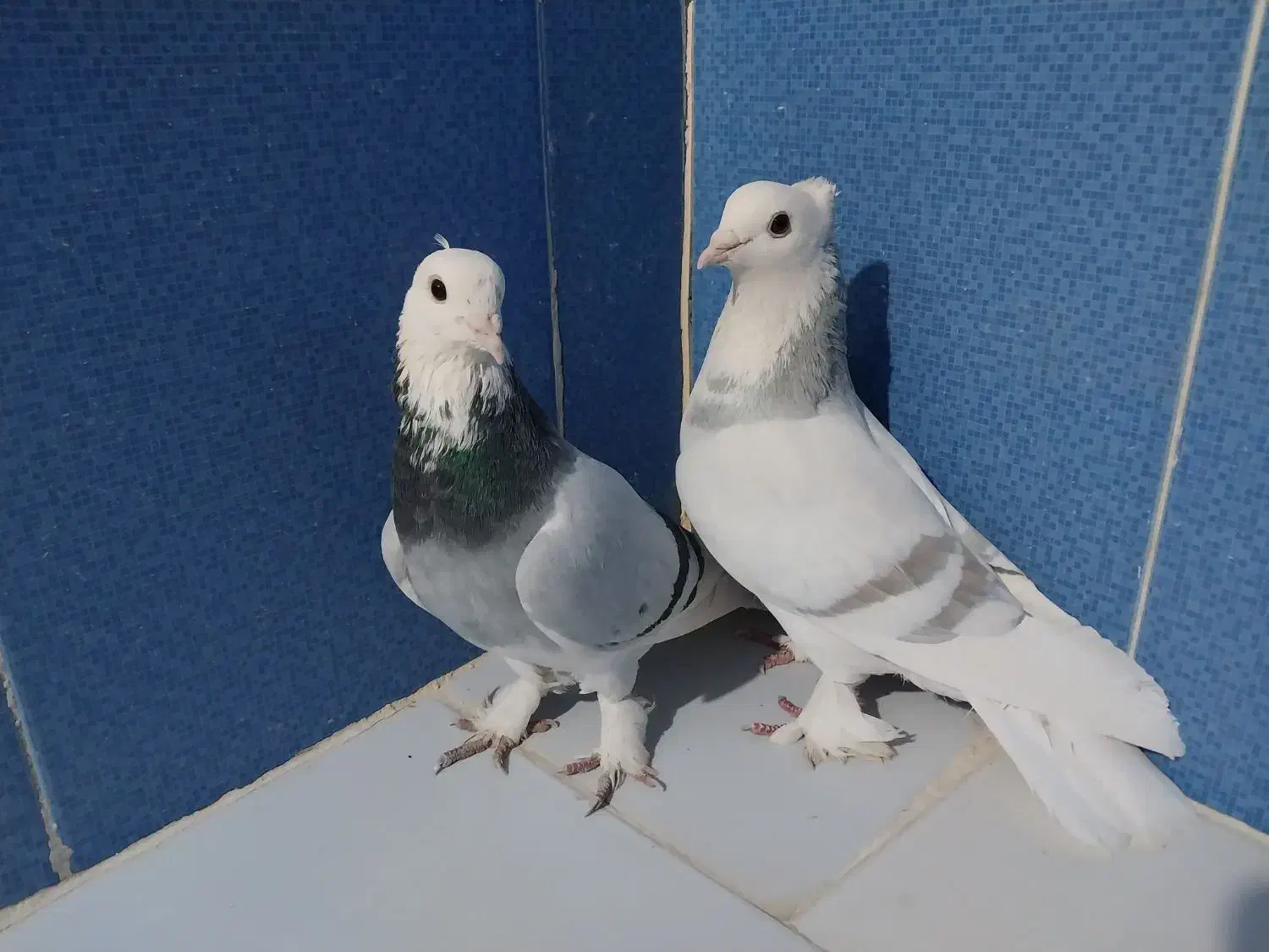 کبوتر|پرنده|زهک, |دیوار