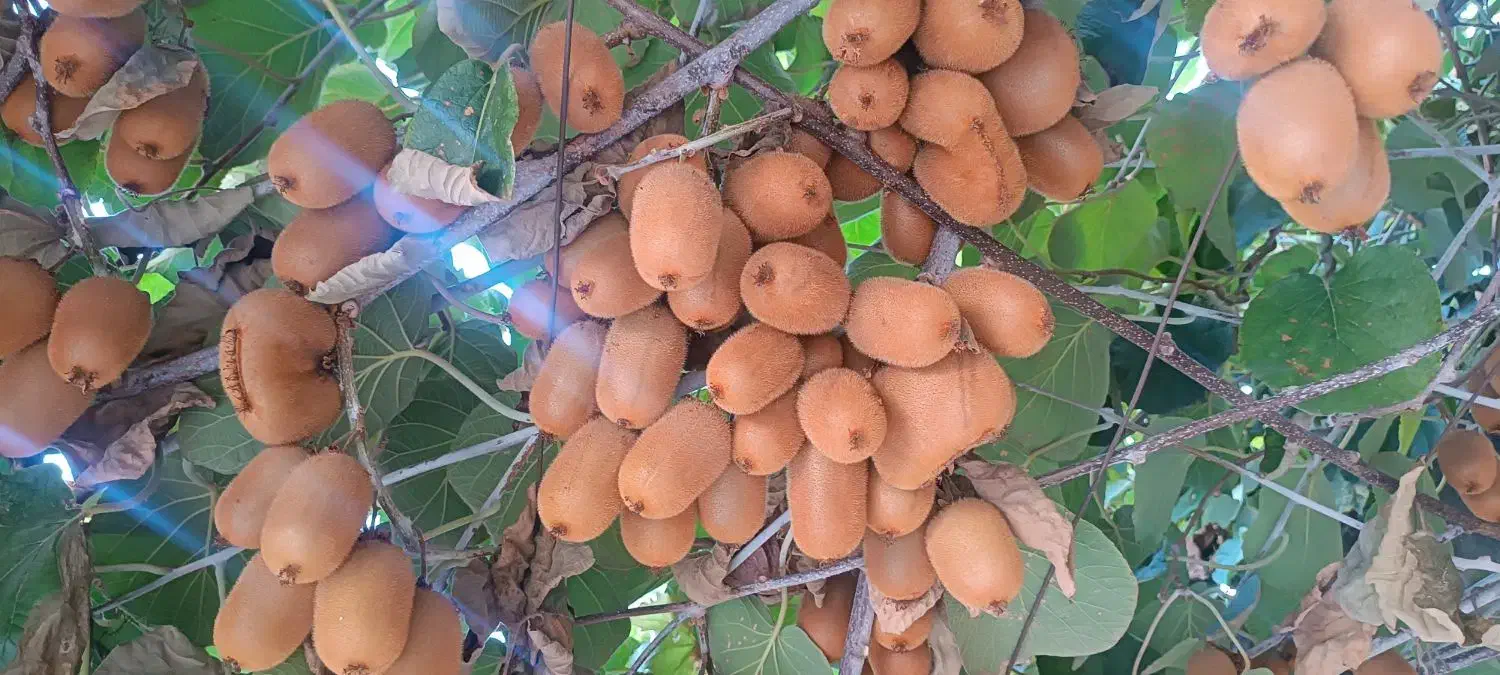 فروش کیوی حدود 60کیلو|خوردنی و آشامیدنی|قائمشهر, |دیوار