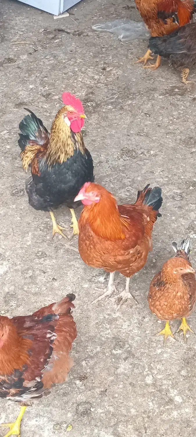 خروس|حیوانات مزرعه|علی‌آباد کتول, |دیوار