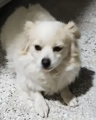 نژاد شیتزو تربیت شده|سگ|قائن, |دیوار