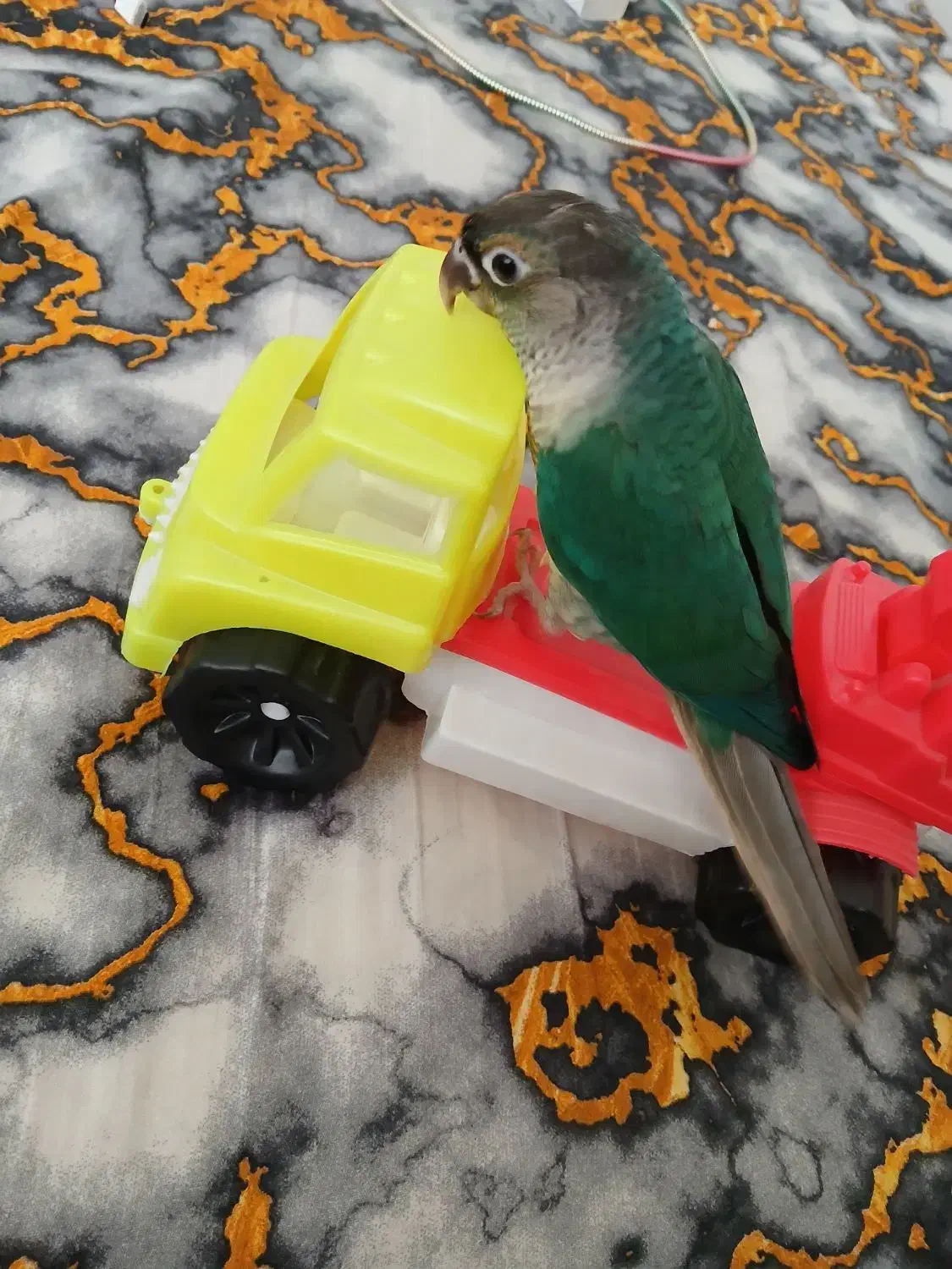 گمشده|حیوانات|بوکان, |دیوار