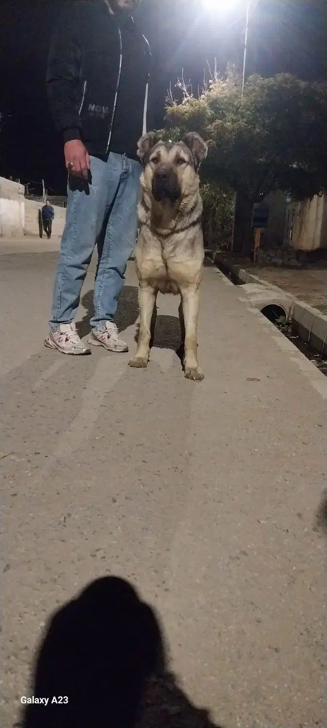 واگزاری سگ سرابی ۱۳ ماهه|سگ|اردبیل, |دیوار