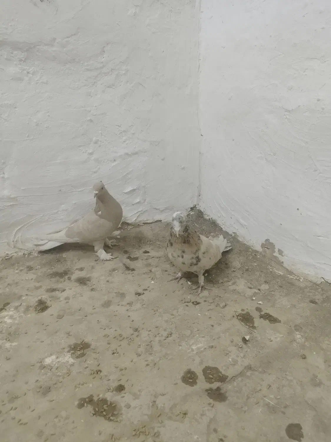 هما سرور و زرد دم سفید|پرنده|مبارکه, |دیوار