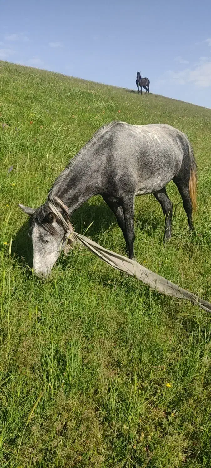 اسب مادیان یورقا|اسب و تجهیزات اسبسواری|سراب, |دیوار