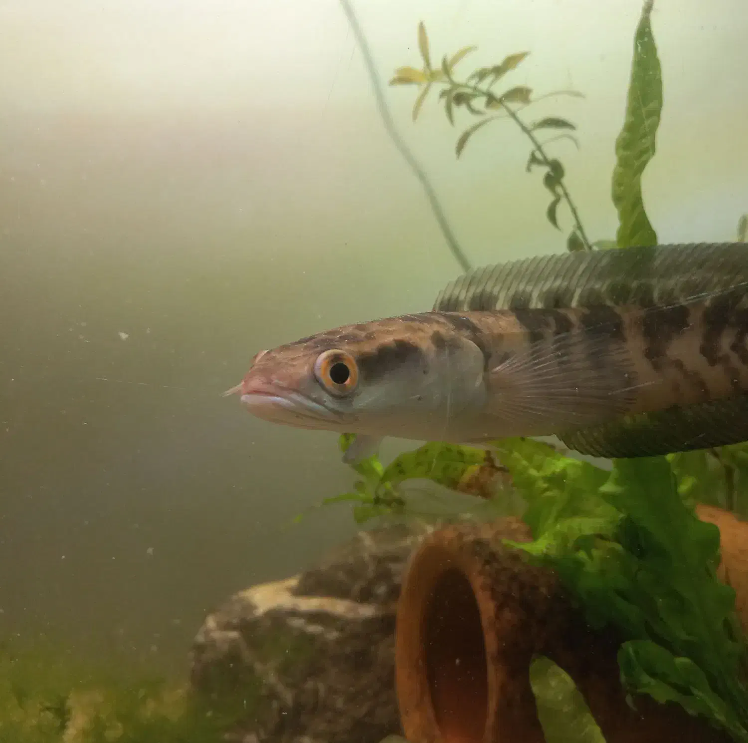 ماهی چانا سر ماری|ماهی|مشهد, ابوذر|دیوار