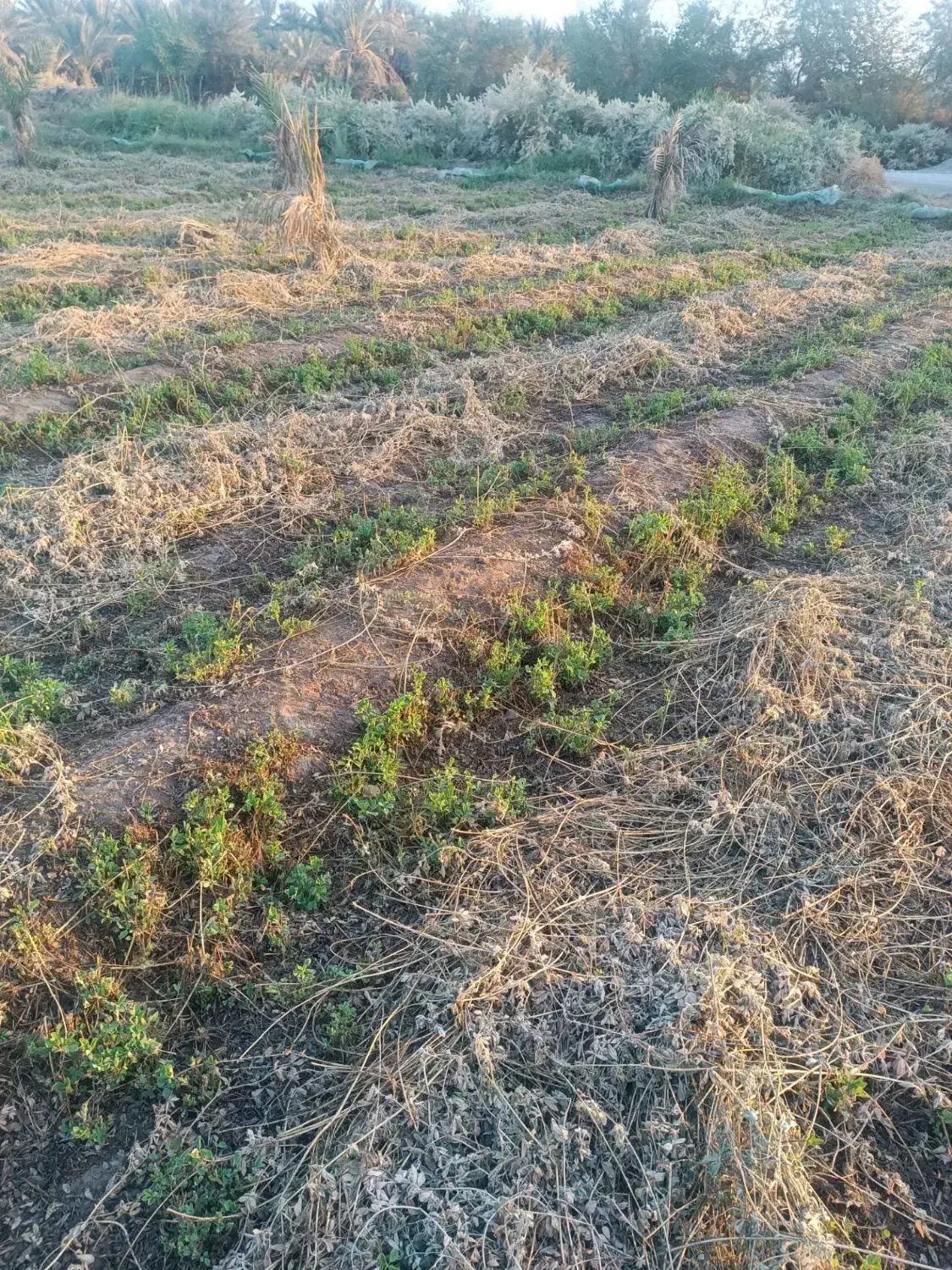 بیده فروشی|خدمات باغبانی و درختکاری|جیرفت, |دیوار