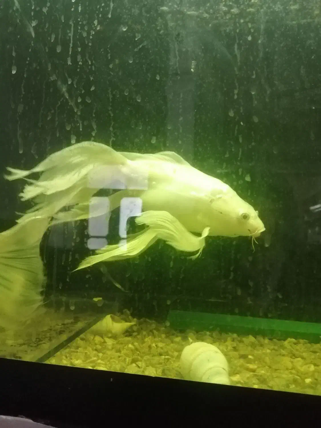 ماهی کوی سوپربال|ماهی|ملک‌آباد, |دیوار