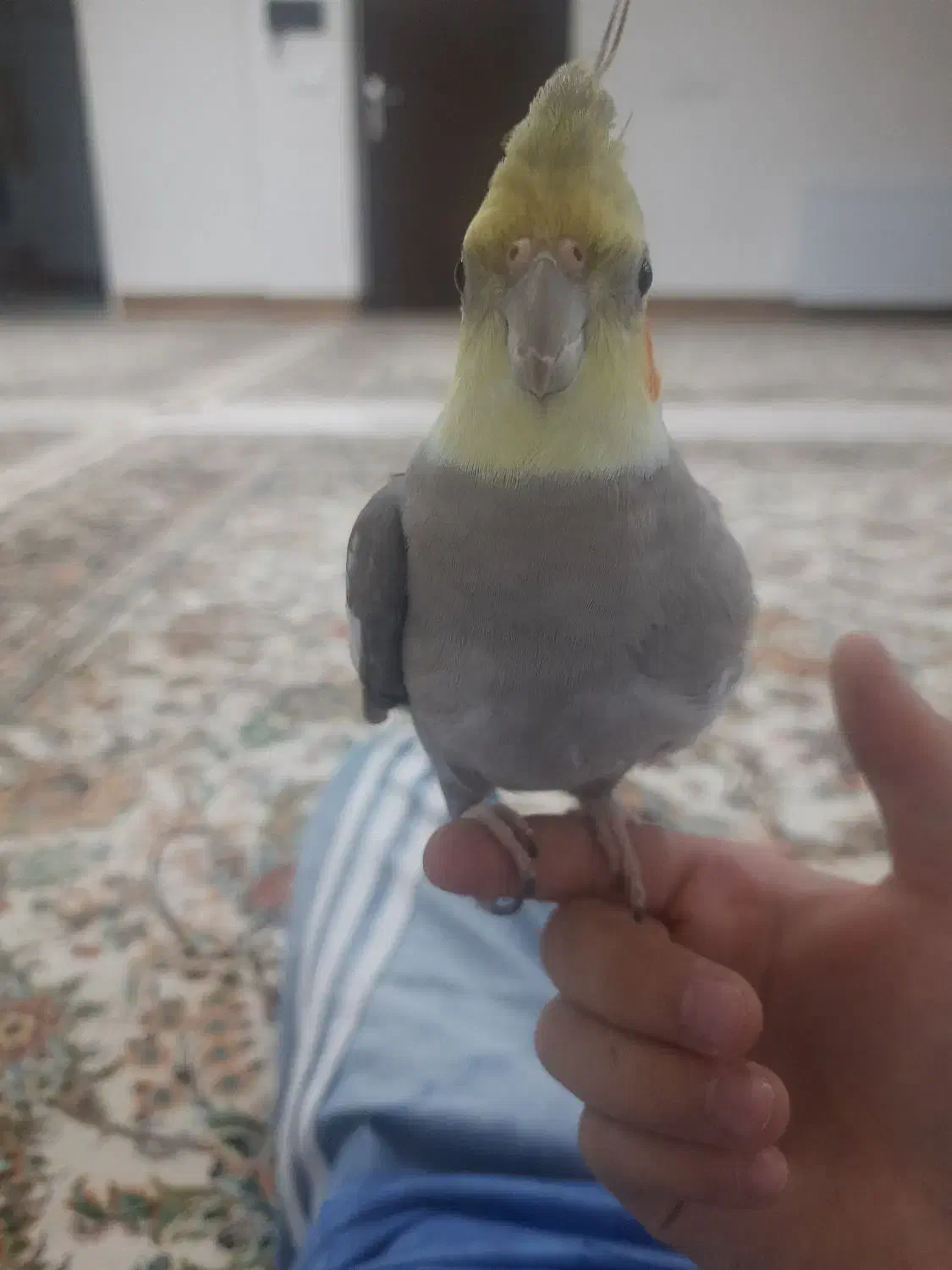 عروس هلندی کاملادستی|پرنده|برخوار, |دیوار