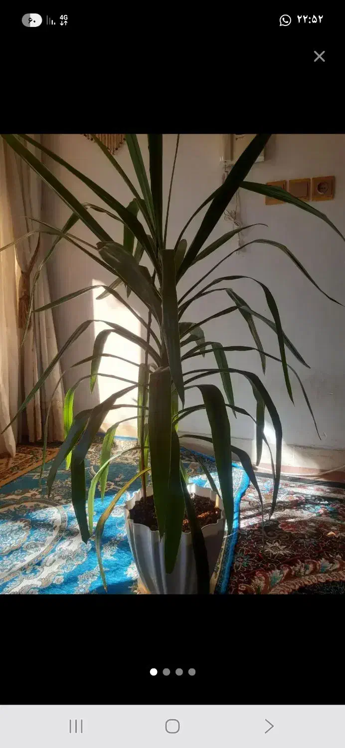 گلهای بسیار سالم و سرحال فروش فوری|گل و گیاه طبیعی|فولادشهر, فولادشهر|دیوار