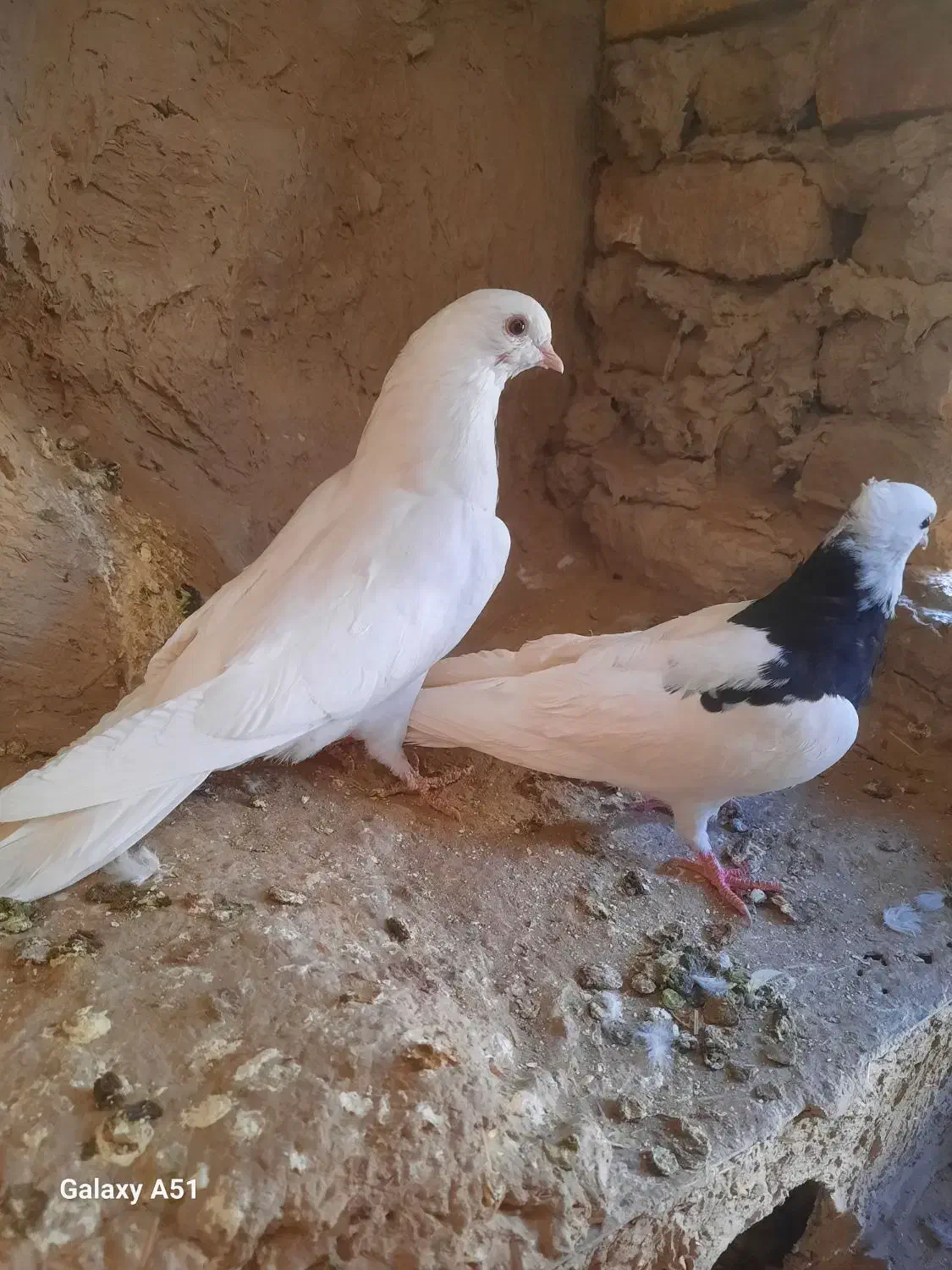 جفت کبوتر|پرنده|زابل, |دیوار