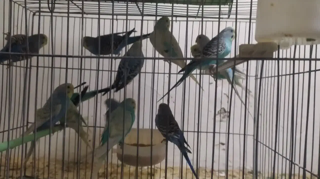 پرنده|پرنده|شاهرود, |دیوار