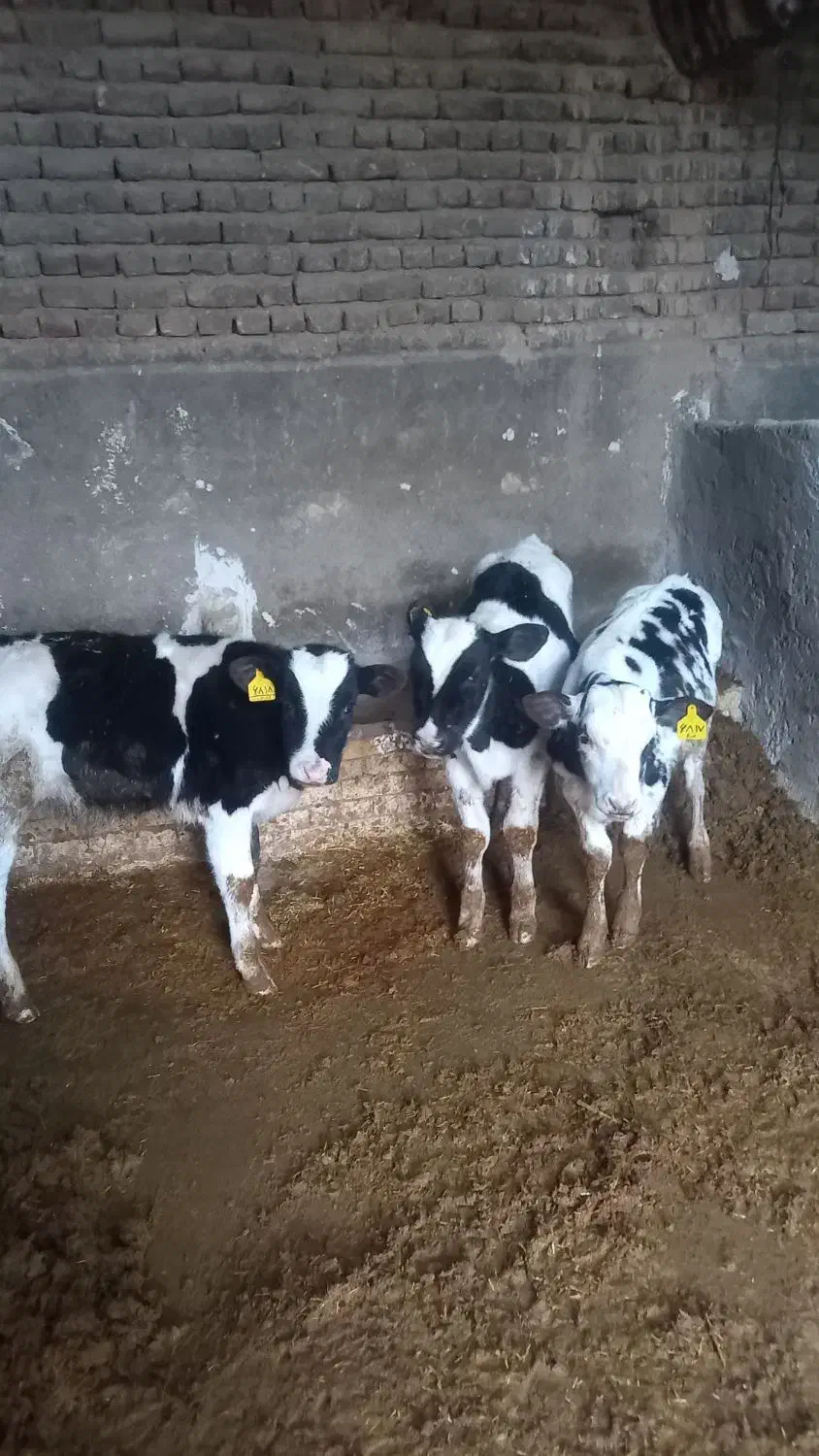 گوساله نر هلشتاین ۱۰۰ روزه از شیر برگشته|حیوانات مزرعه|دشتابی, |دیوار