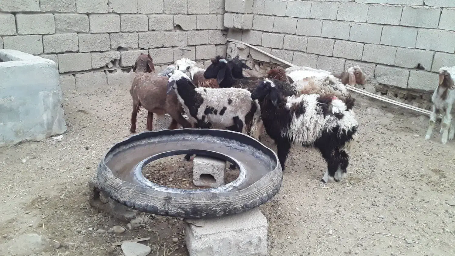 میش داشتی|حیوانات مزرعه|بندر ماهشهر, |دیوار