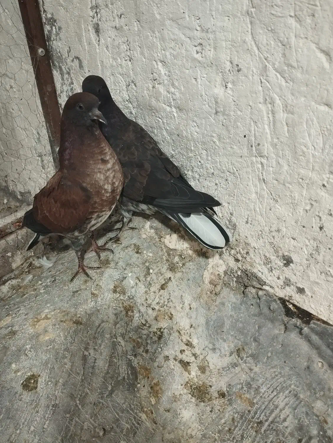 جوجه کنار خیس سوسکی خرمایی|پرنده|نسیمشهر, |دیوار