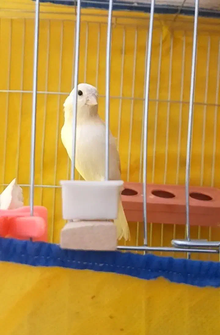 قناری موزاییکی ۲ عدد|پرنده|هشتگرد, شهرک راه آهن|دیوار