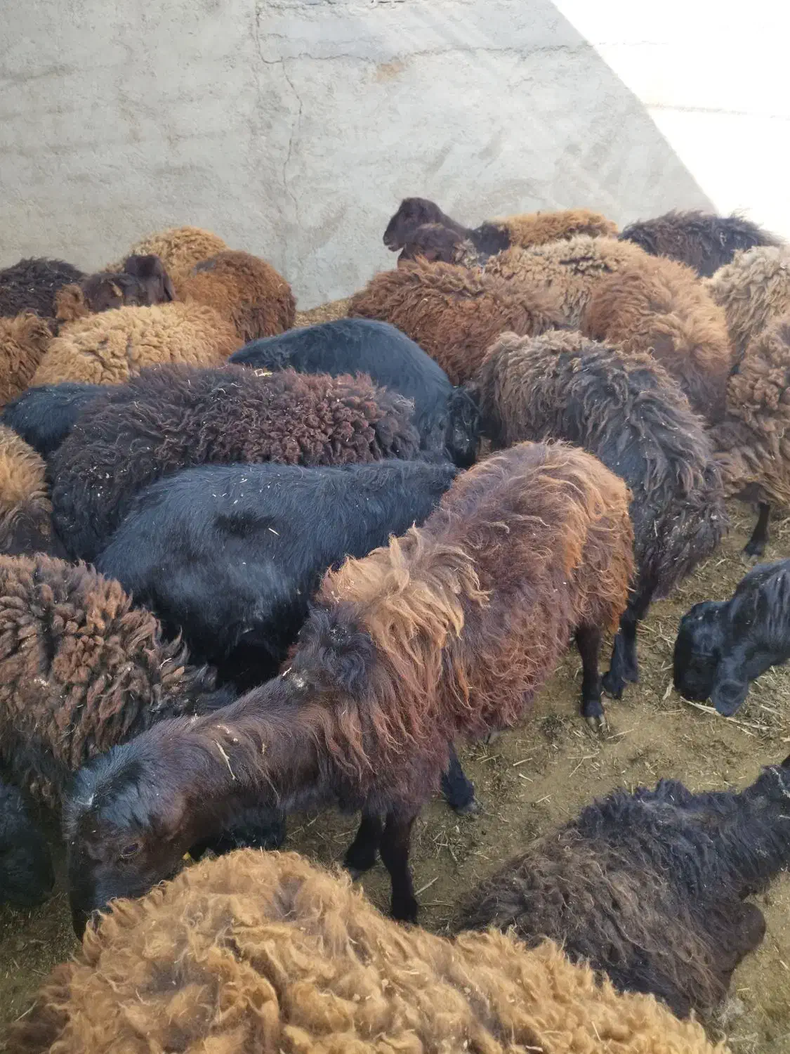 بره نر پای پروار|حیوانات مزرعه|جوادآباد, |دیوار