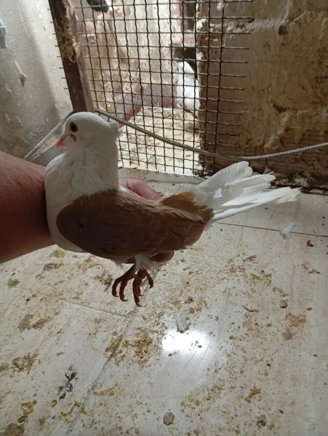 پرنده|پرنده|خرمآباد, |دیوار