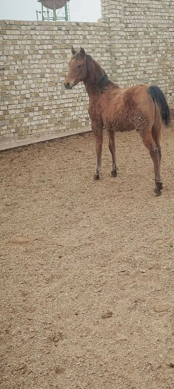 کره نریان کرد|اسب و تجهیزات اسب‌سواری|اسفرورین, |دیوار